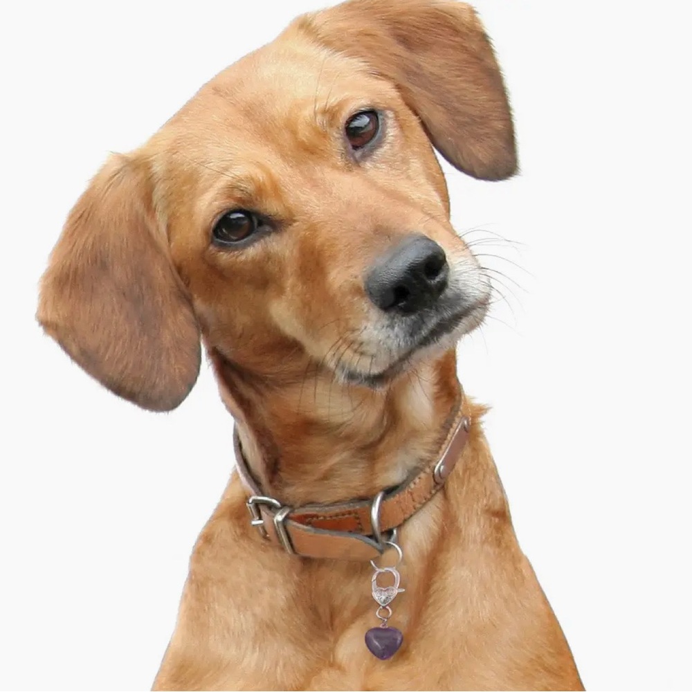 Unlisted Pet Items